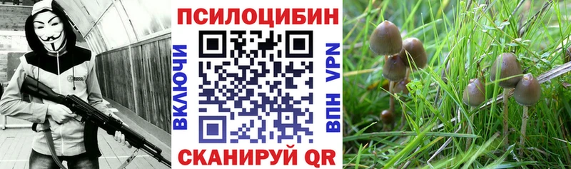 Псилоцибиновые грибы Magic Shrooms  Купить где  Гусь-Хрустальный 